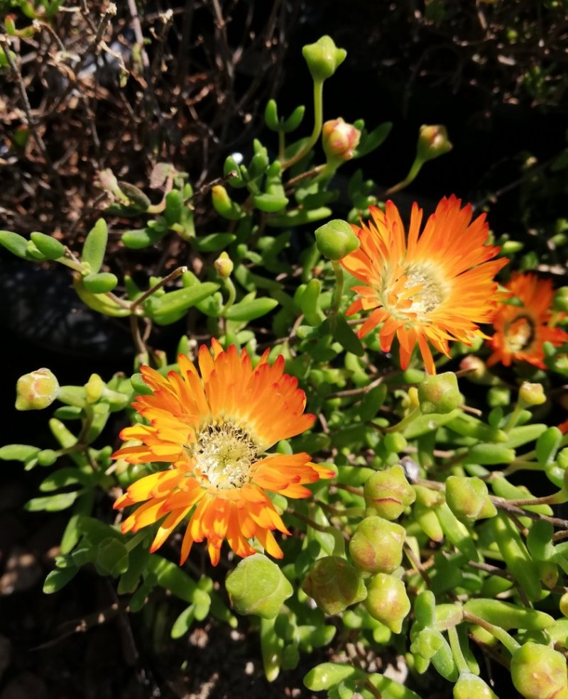 Royal Dewflower photo 8