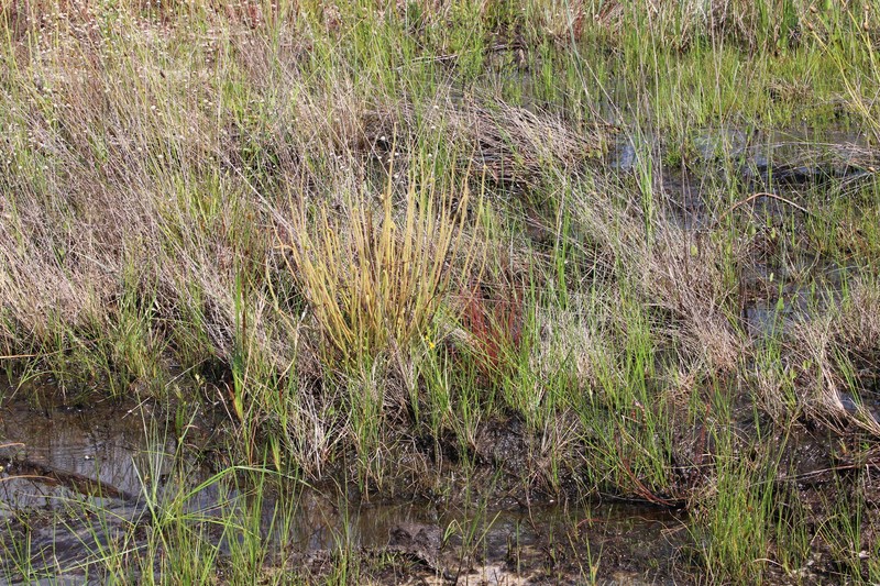 Drosera californica photo 2