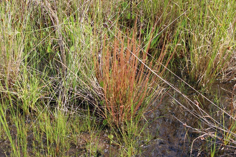 Drosera californica photo 3