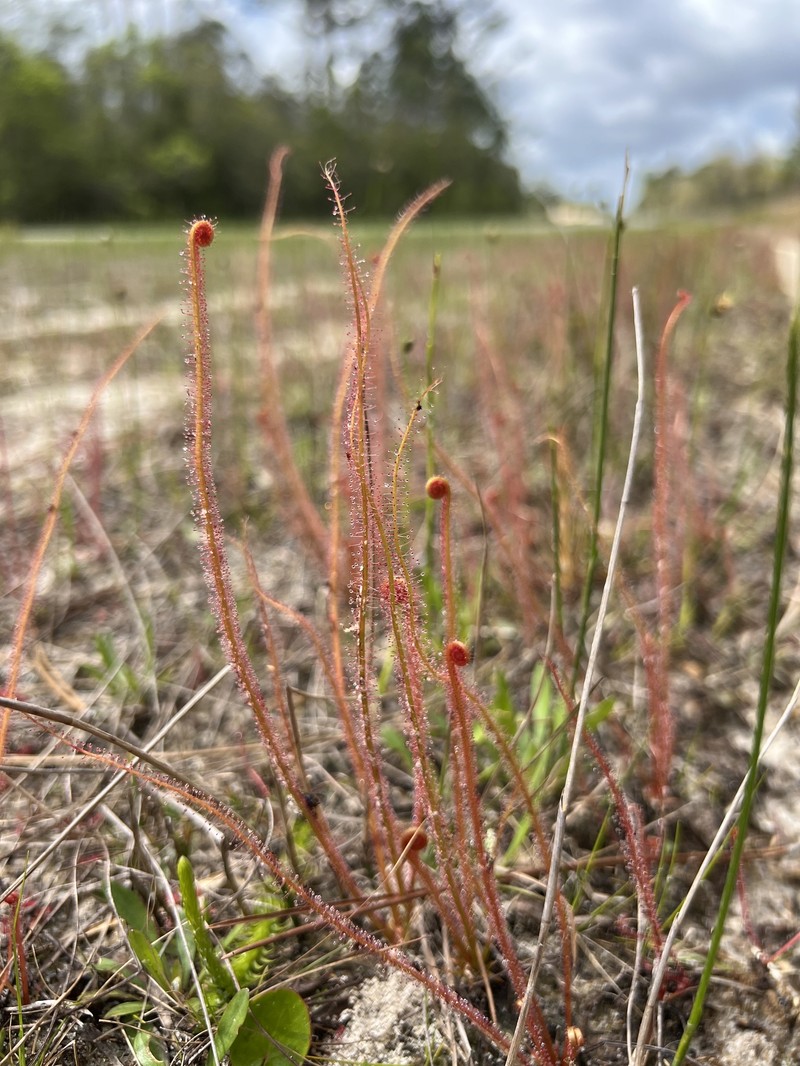 Drosera californica photo 7