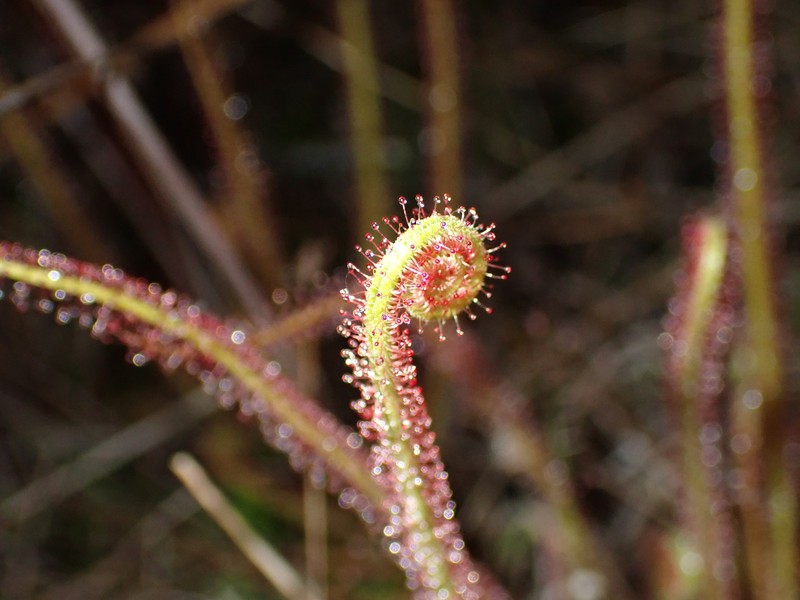 Drosera × californica nothovar. arenaria
