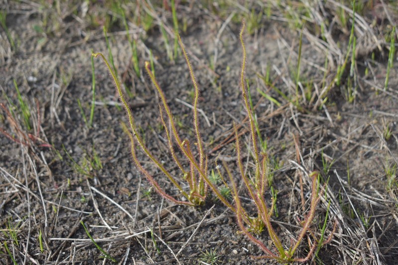 Drosera × californica nothovar. arenaria photo 4