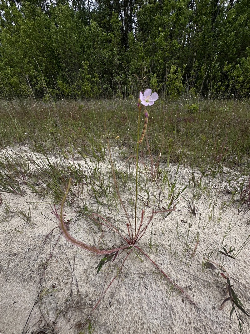 Drosera × californica nothovar. arenaria photo 5