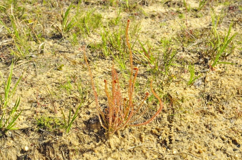 Drosera × californica nothovar. arenaria photo 8
