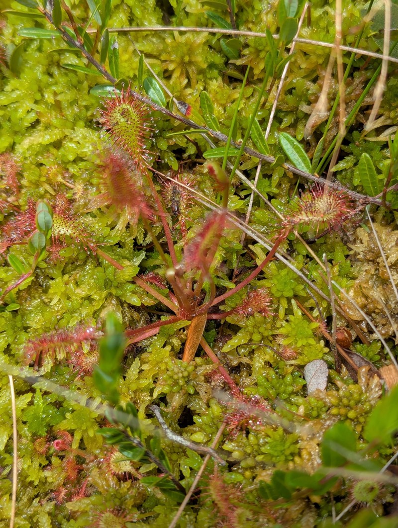 Drosera × eloisiana
