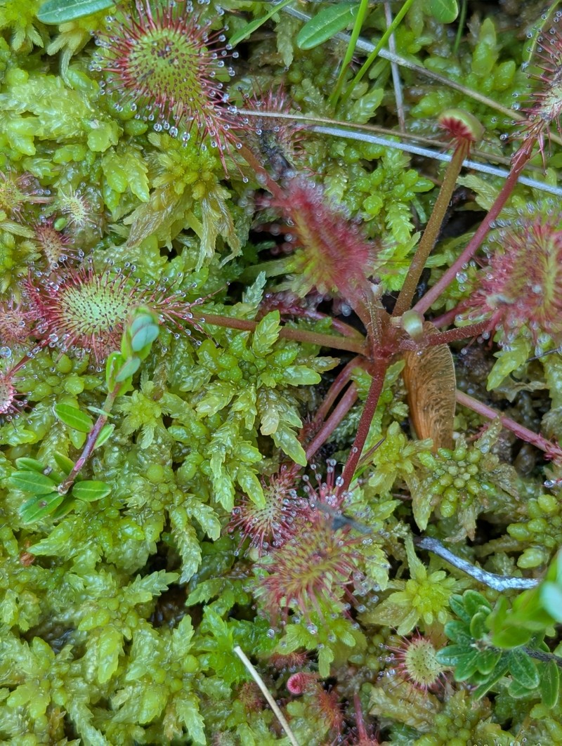 Drosera × eloisiana photo 2