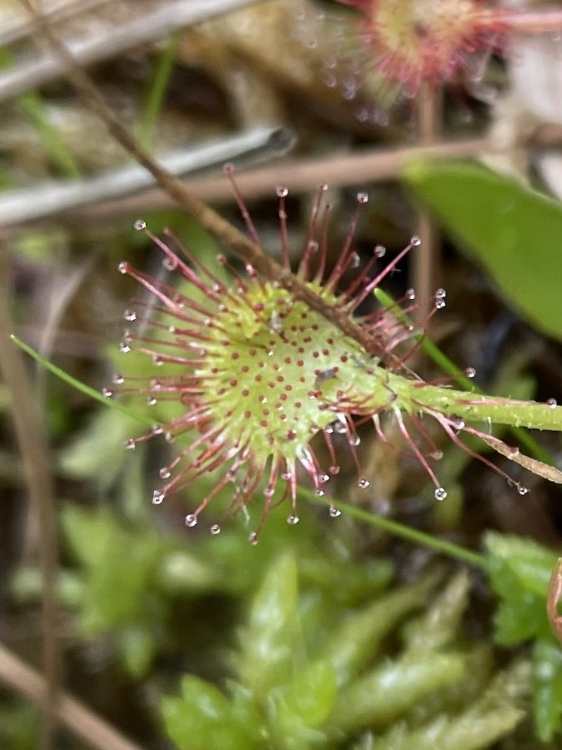 Drosera × eloisiana photo 3
