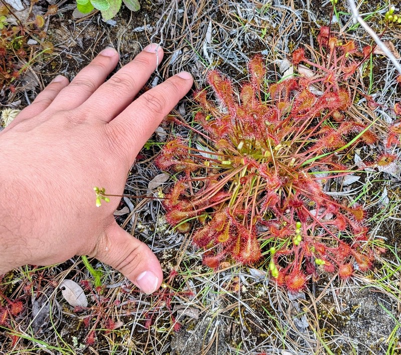 Drosera × eloisiana photo 4