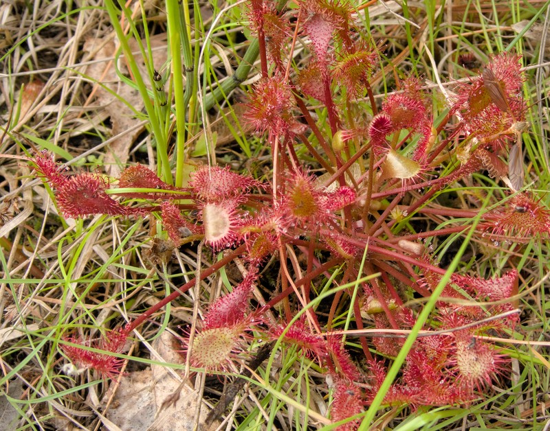 Drosera × eloisiana photo 5
