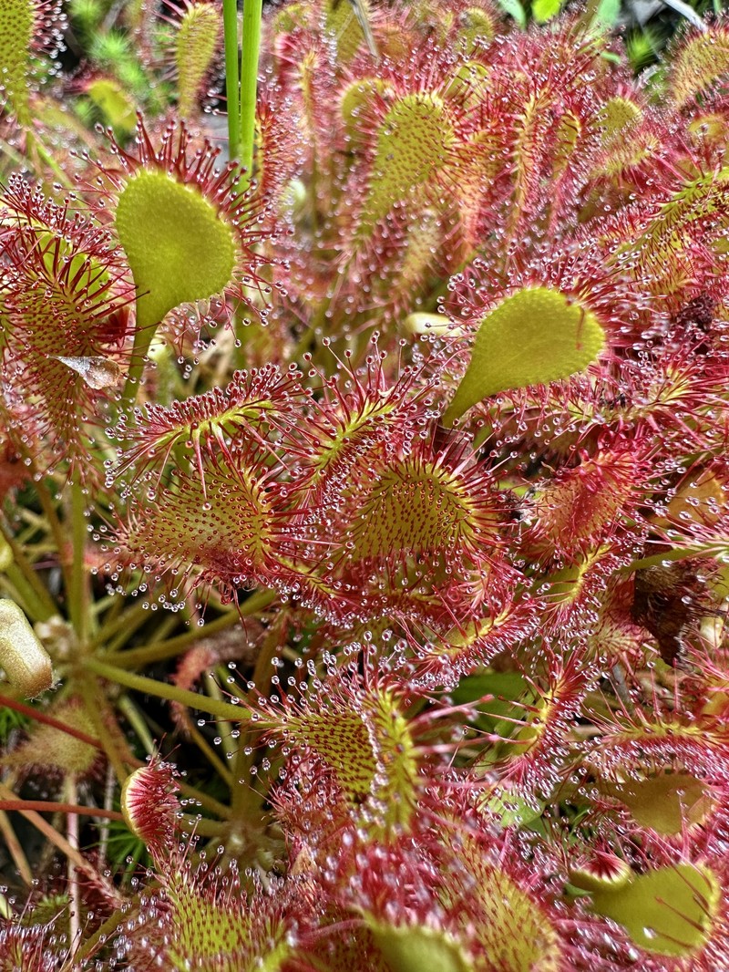 Drosera × eloisiana photo 6