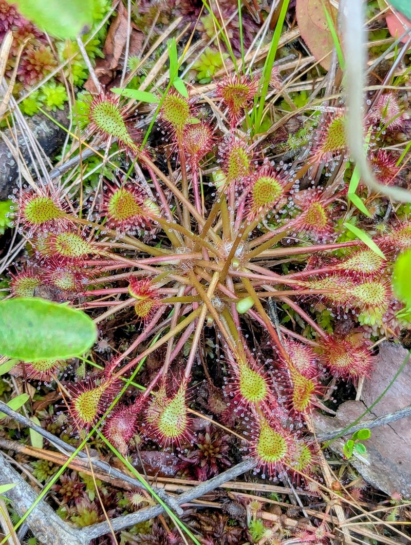 Drosera × eloisiana photo 7