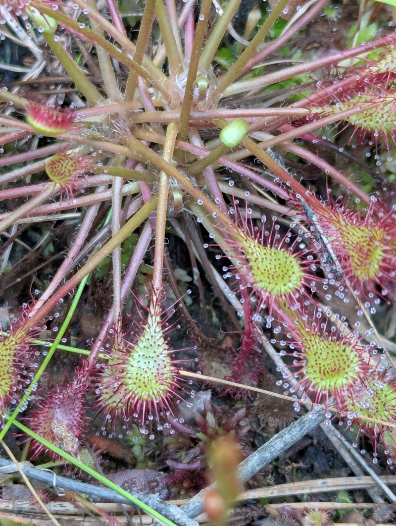 Drosera × eloisiana photo 8