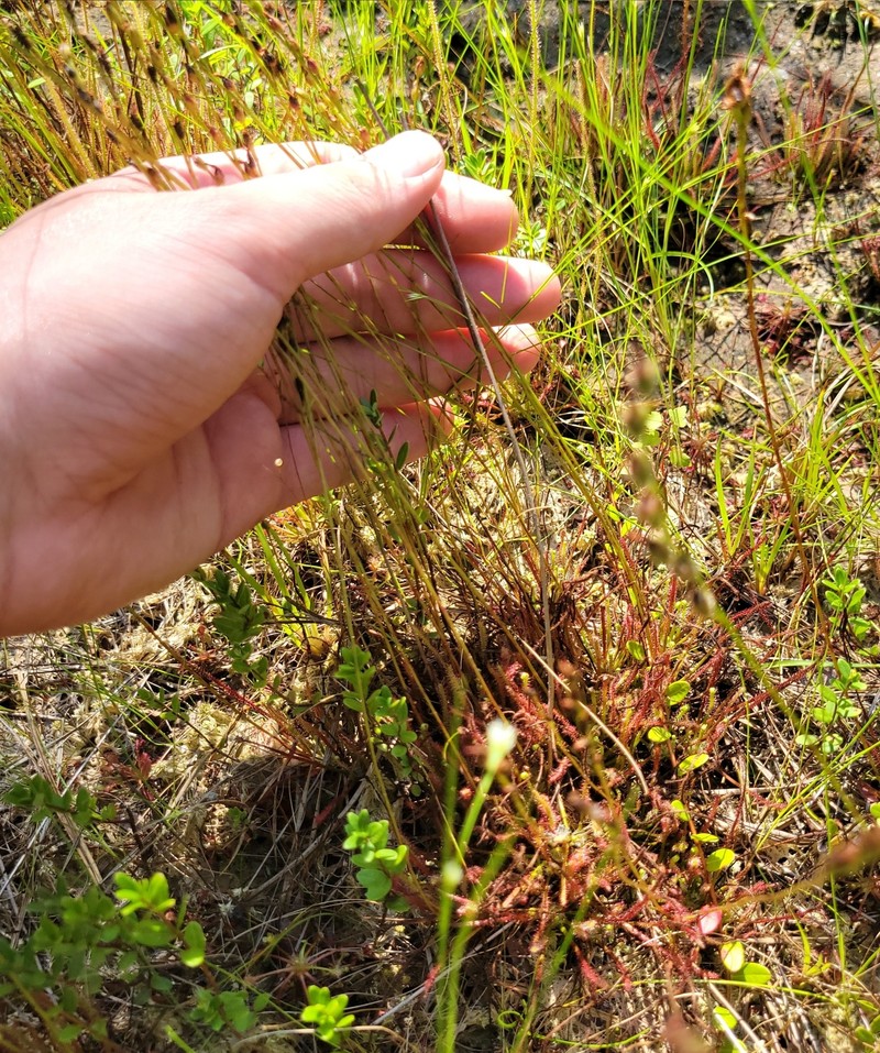 Sundew