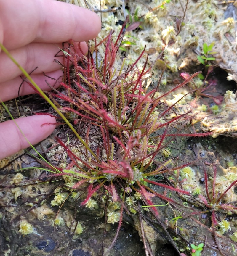 Sundew photo 2