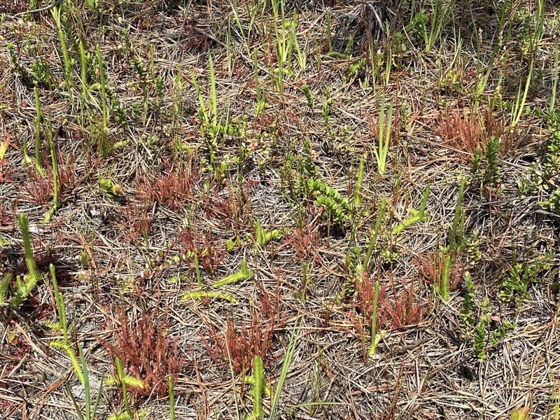 Sundew photo 3