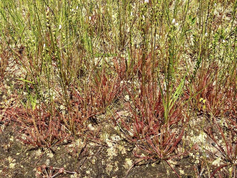Sundew photo 4