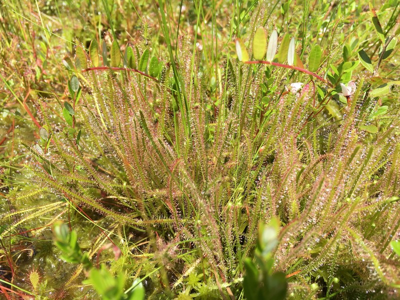 Sundew photo 5