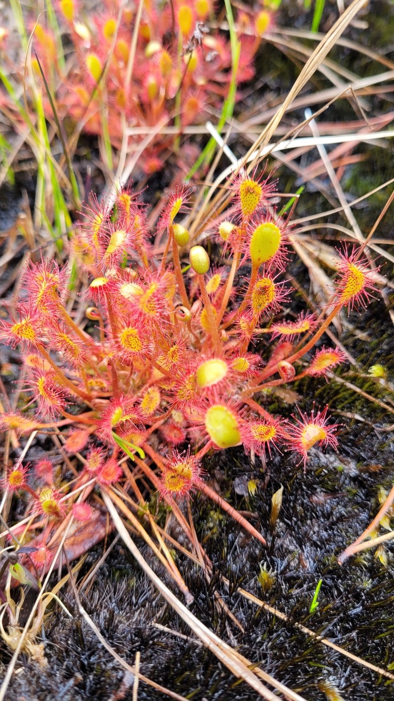 Sundew