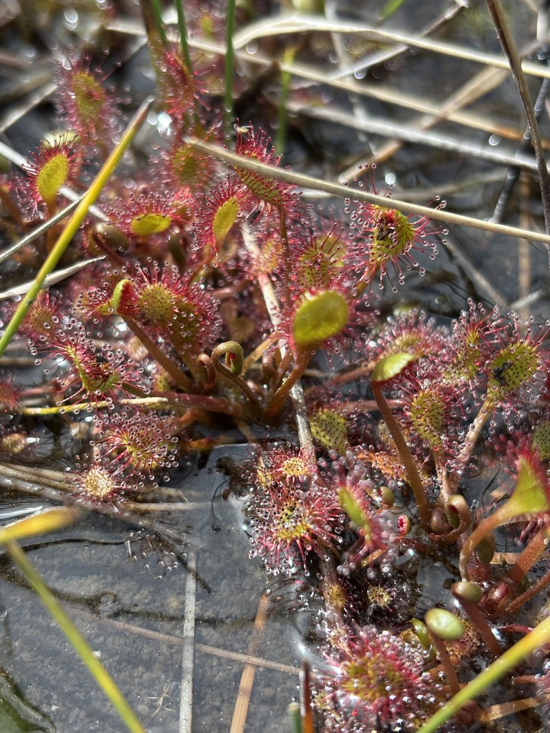 Sundew photo 2