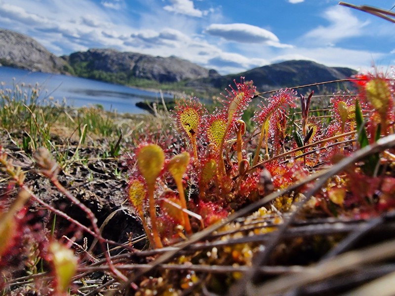 Sundew photo 3