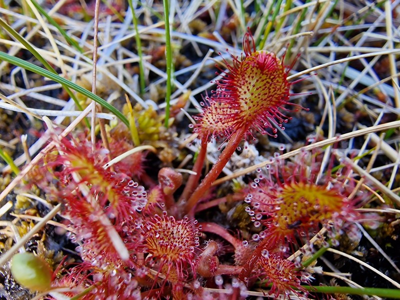 Sundew photo 4