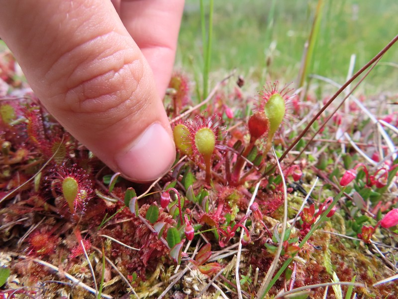 Sundew photo 5