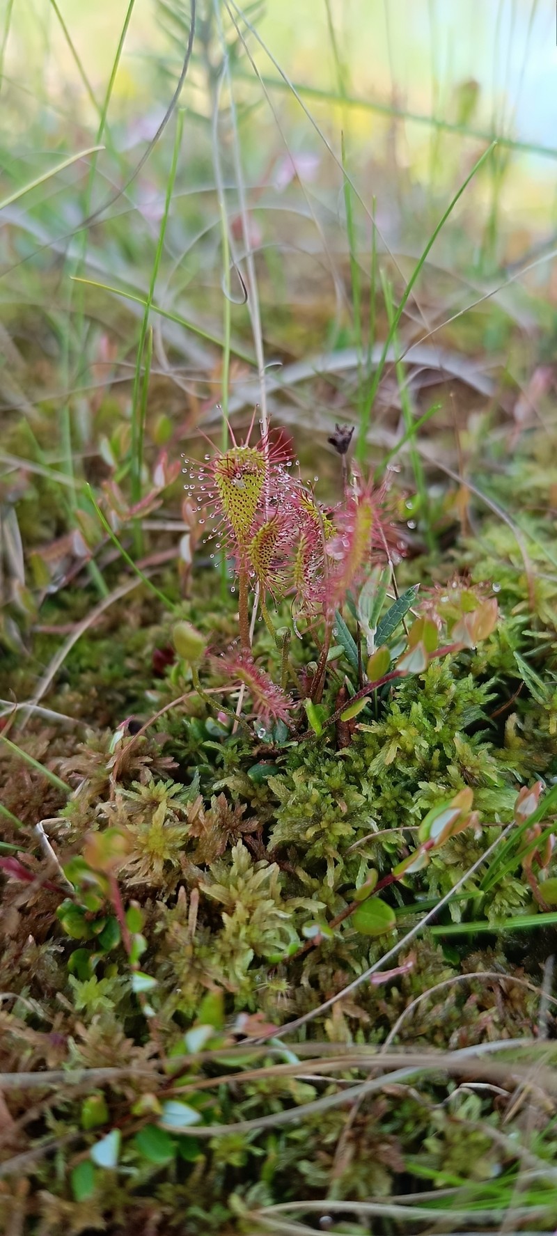Sundew photo 6