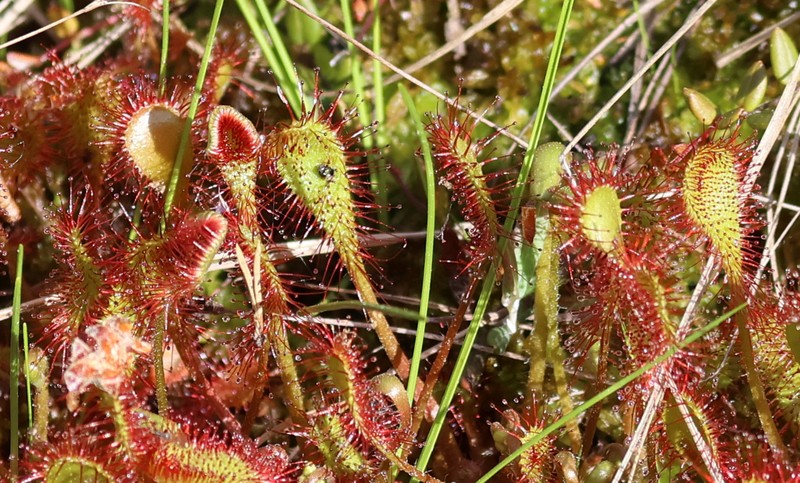 Sundew photo 7