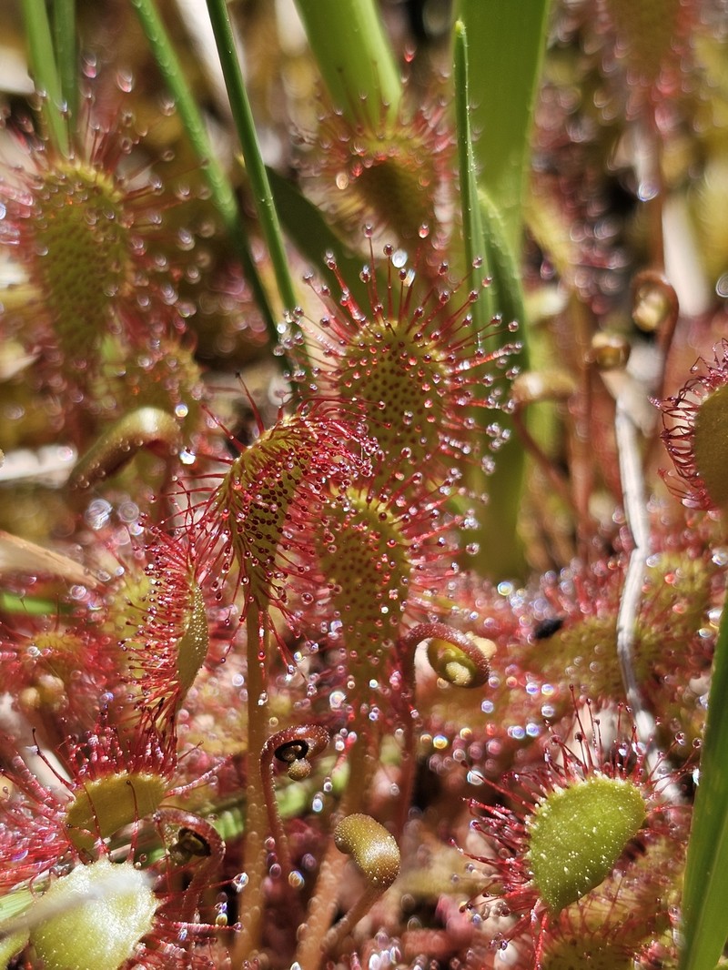 Sundew photo 8