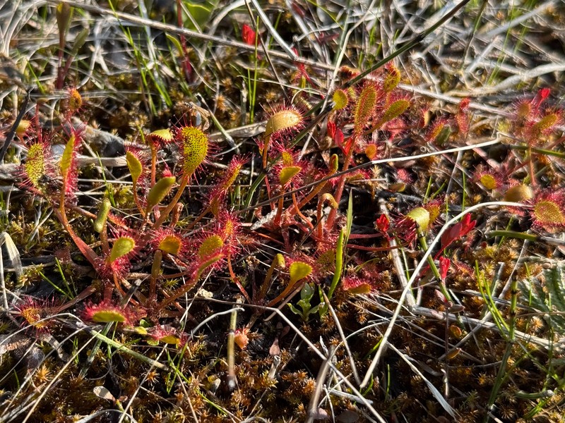 Sundew