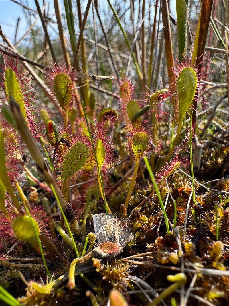 Sundew photo 2