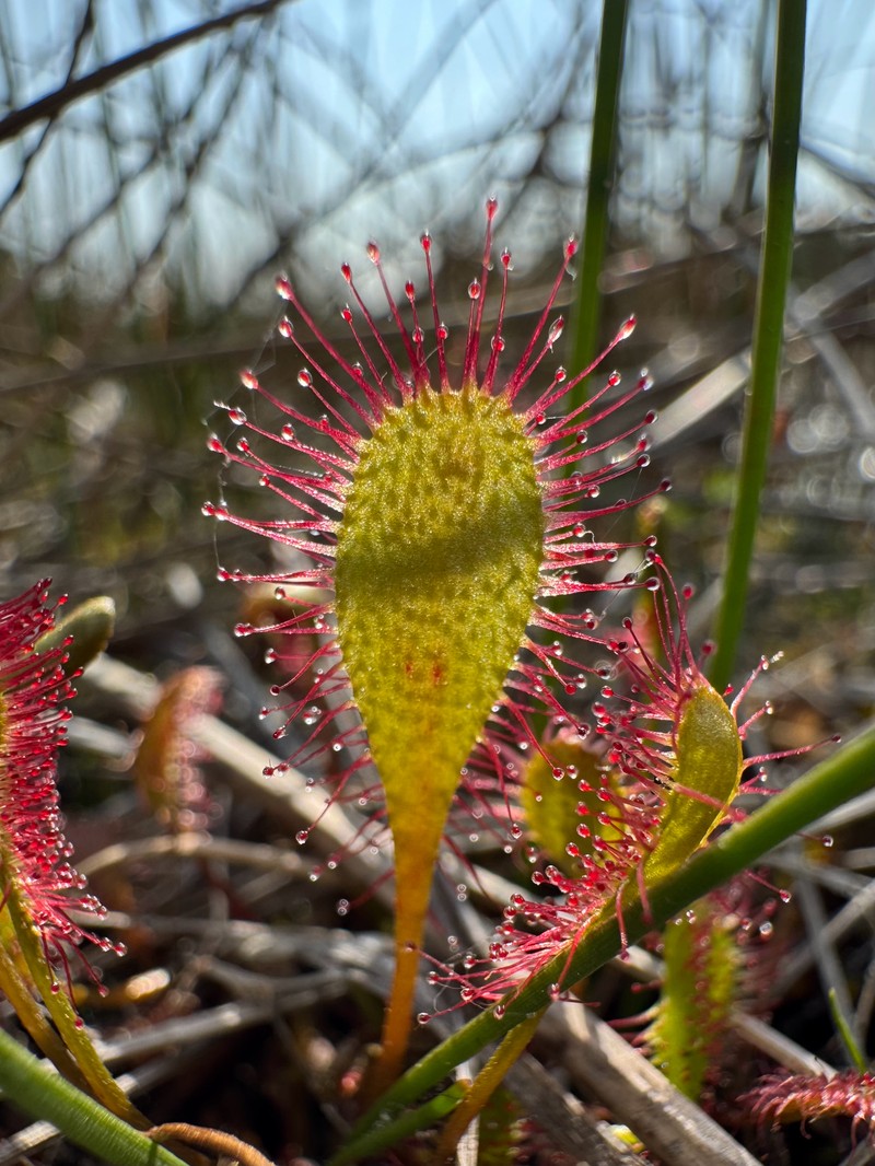 Sundew photo 3