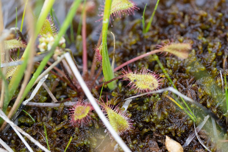 Sundew photo 4