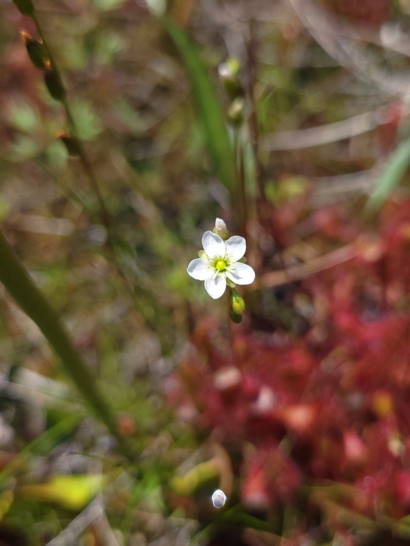 Sundew photo 5