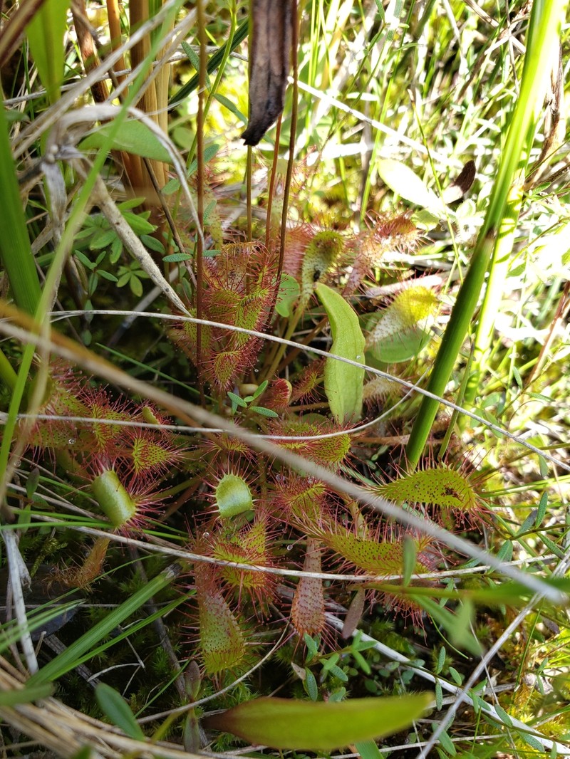Sundew photo 6