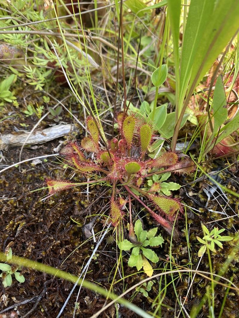 Sundew photo 7