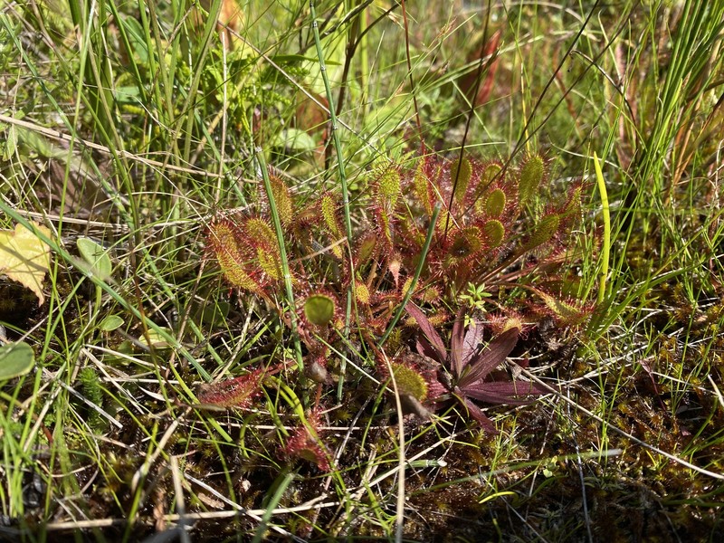 Sundew photo 8