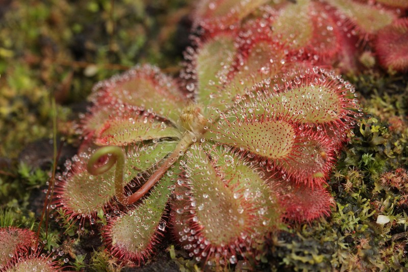 Australian Sundew photo 4