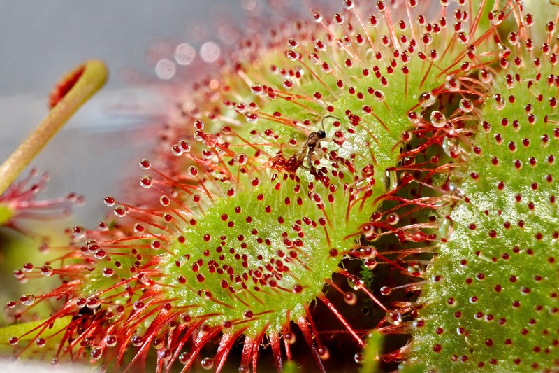 Australian Sundew photo 5