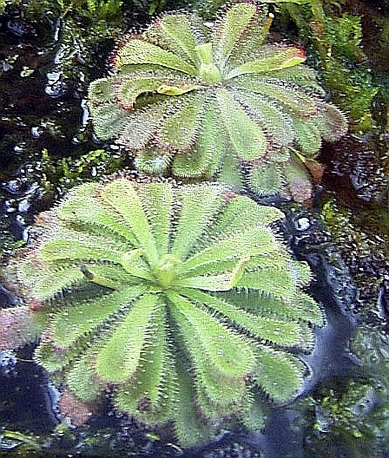 Australian Sundew photo 2