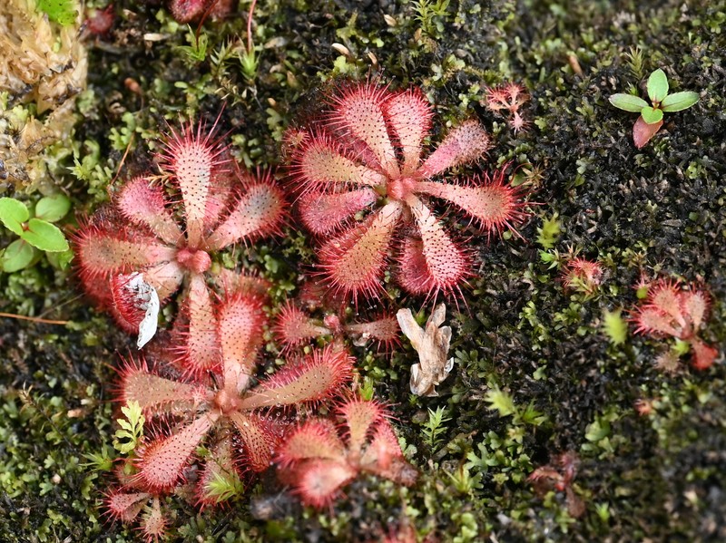 Australian Sundew photo 3