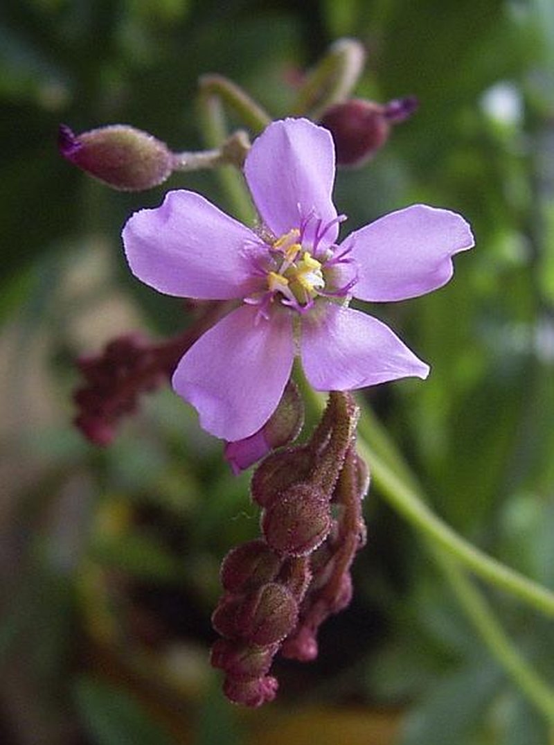 Australian Sundew photo 6