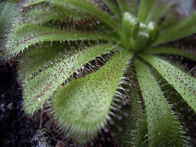 Australian Sundew photo 7