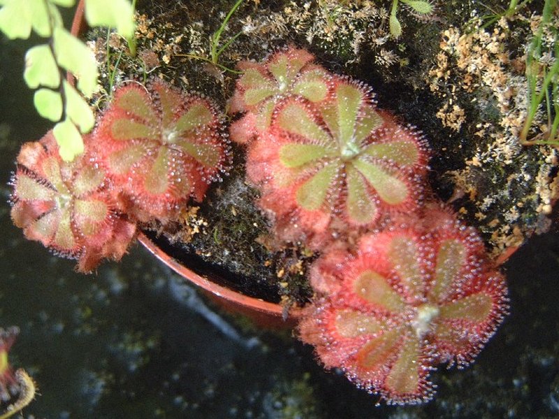Australian Sundew photo 8