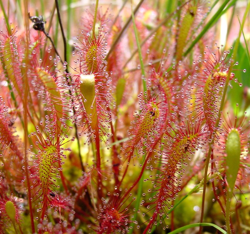 English Sundew