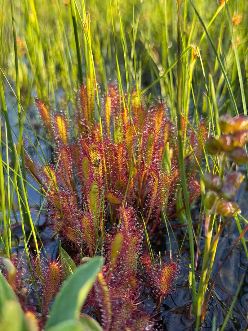 English Sundew