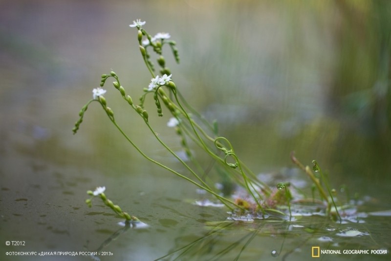 English Sundew photo 2