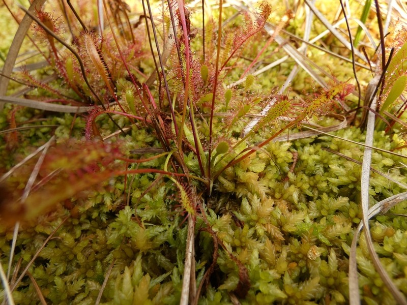 English Sundew photo 3