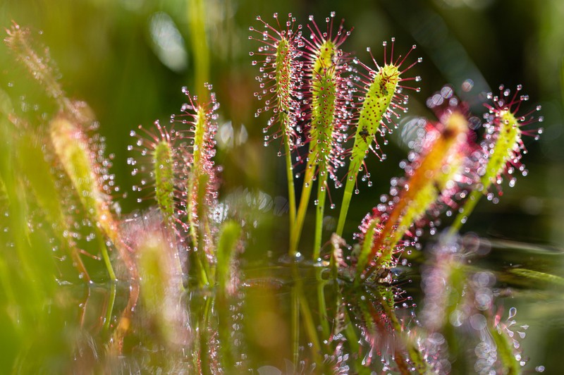 English Sundew photo 4