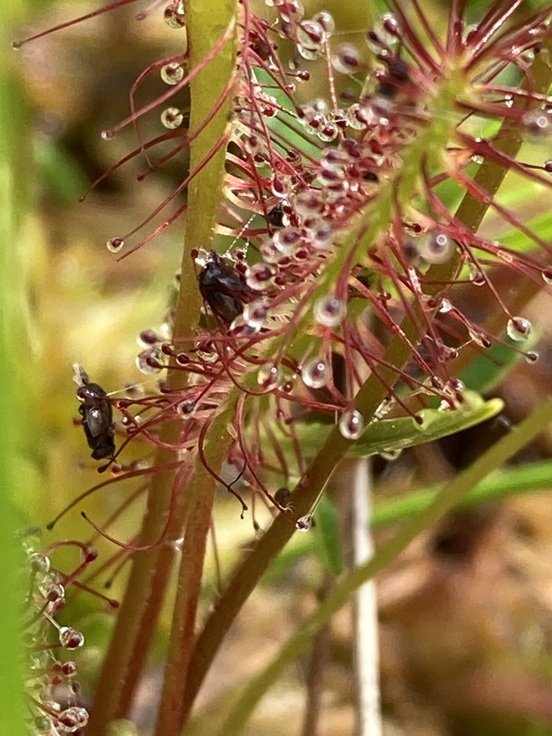 English Sundew photo 5